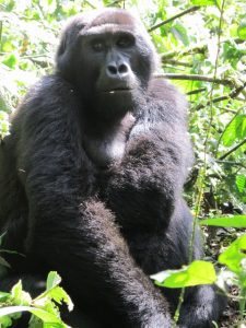 gorilla-in-ugandas-bwindi-impenitrible-forest-photo-carrie-hampton
