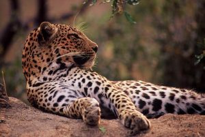 leopard-in-kruger-photo-carrie-hampton