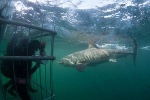 shark-cage-diving