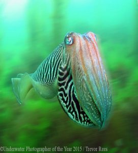 British Waters Winner 'Cuttlefish in a blur' by Trevor Rees