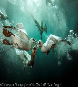 Underwater Photographer of the Year 2015 'Gannets Feast' by Matt Doggett
