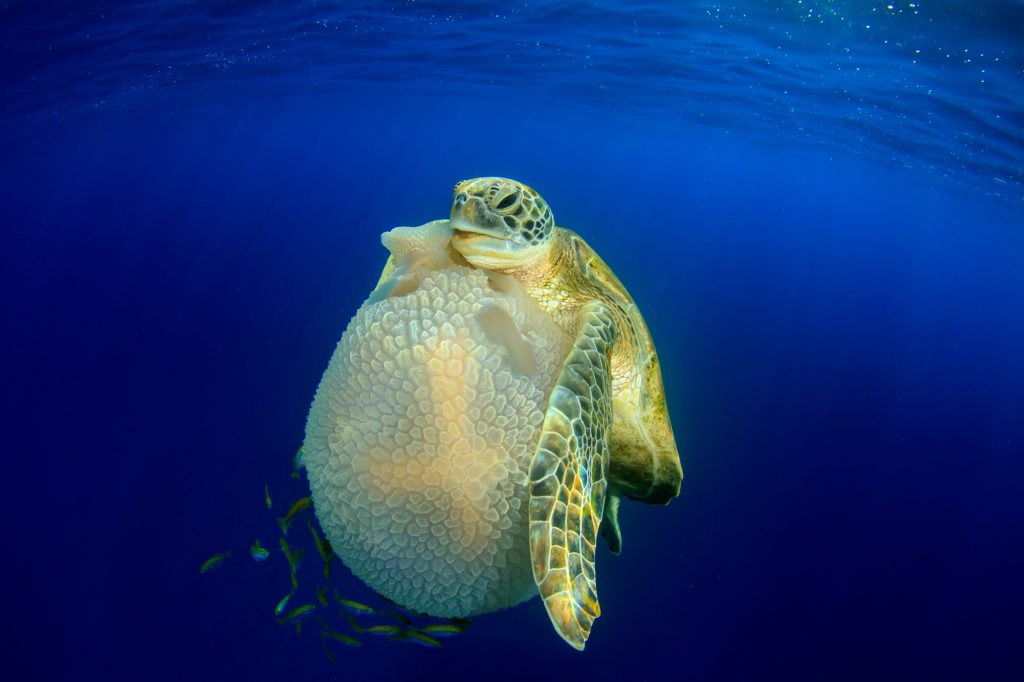 Richard-Carey-Turtle-eating-Jellyfish-Thailand.