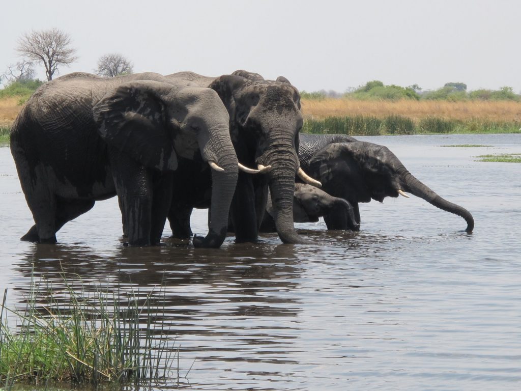 elephants at Selinda Camp, Botswana