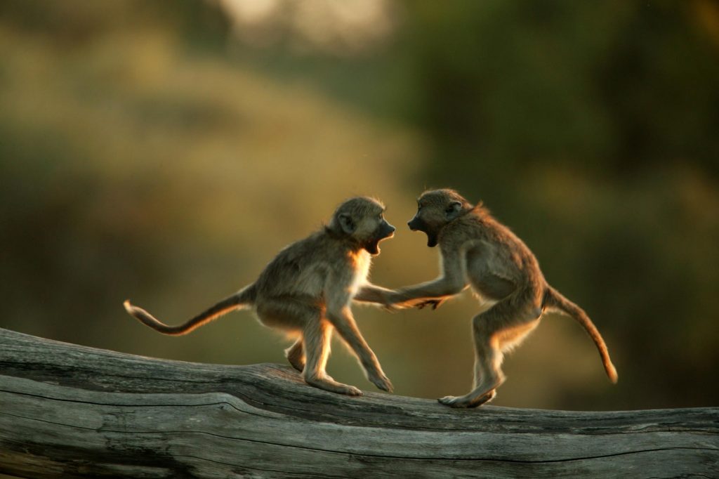 baboons-photo-great-plains-conservation