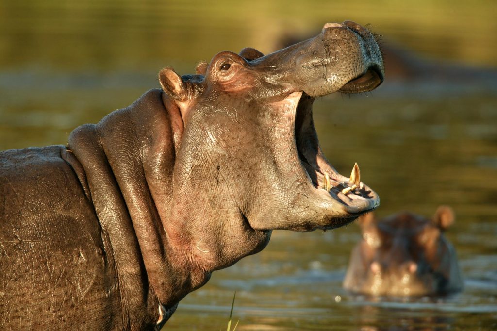 hippo-photo-great-plains-conservation