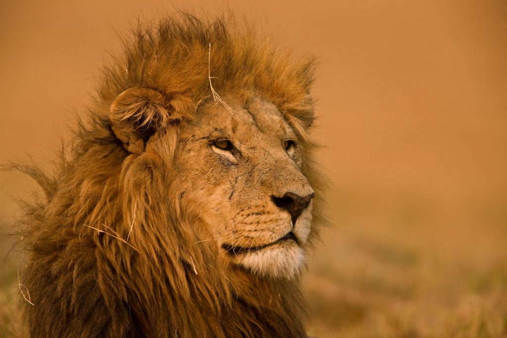 lion-photo-great-plains-conservation