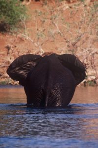elephant Mana Pools